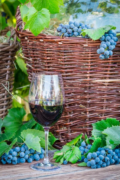 Glas Rotwein und Weidenkorb mit Trauben — Stockfoto