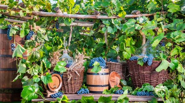 Grape harvest in a village in old fashioned style — Stock Photo, Image