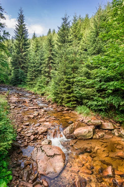 Beautiful mountain stream on a sunny summer day — Stock Photo, Image