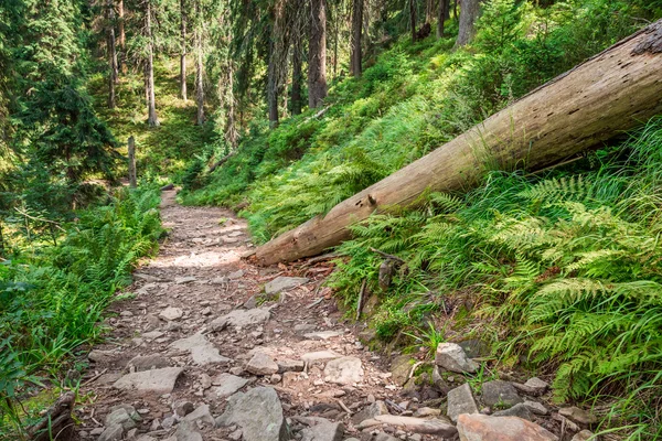 Strada forestale di montagna piena di pietre — Foto Stock