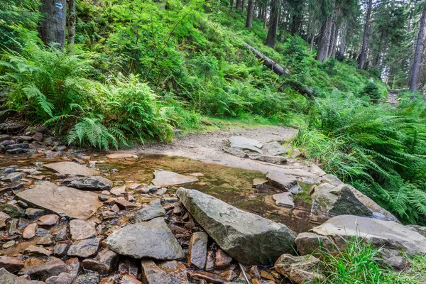 Il torrente di montagna attraversa il sentiero nel bosco — Foto Stock