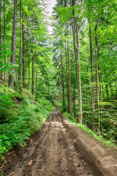 Modderige bergweg in het forest — Stockfoto