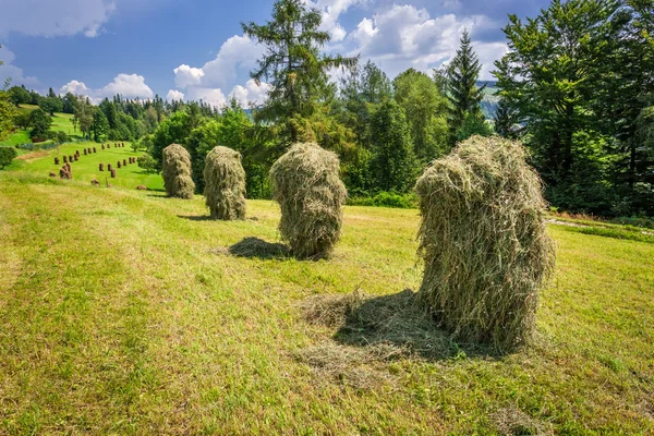 Mountain haymaking in the fields — Stock Photo, Image