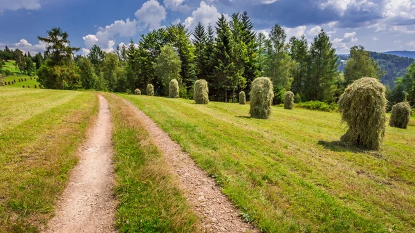 Eerstelingsgarve hooi in de buurt van de landweg — Stockfoto