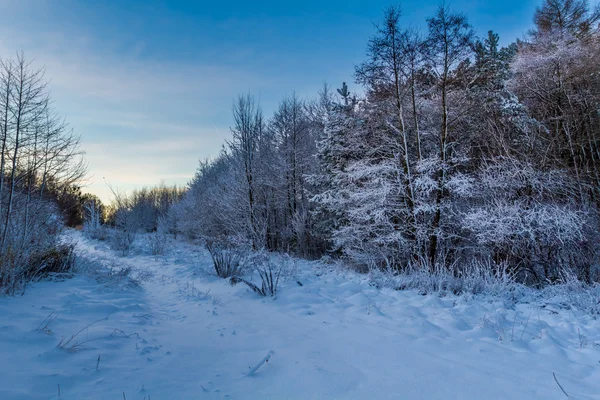 Bospad bedekt met sneeuw bij zonsopgang — Stockfoto