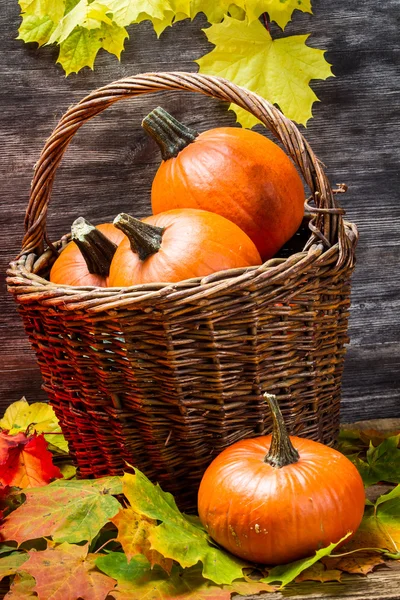 Pumpkins in wicker basket with leaves — Stock Photo, Image