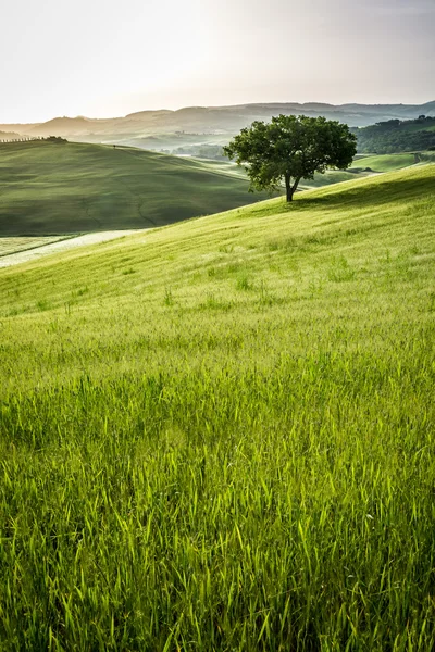 Sonnenaufgang über den grünen Wiesen der Toskana — Stockfoto