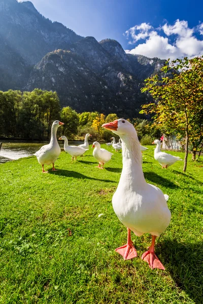 Manada de gansos cerca del río en las montañas — Foto de Stock