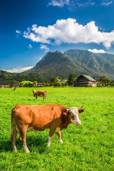 Celková krávy na pastvině v Alpách — Stock fotografie