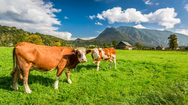 Koeien op de weide in de Alpen — Stockfoto