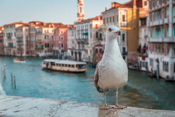 Venedik 'teki Rialto Köprüsü' nde martı. — Stok fotoğraf