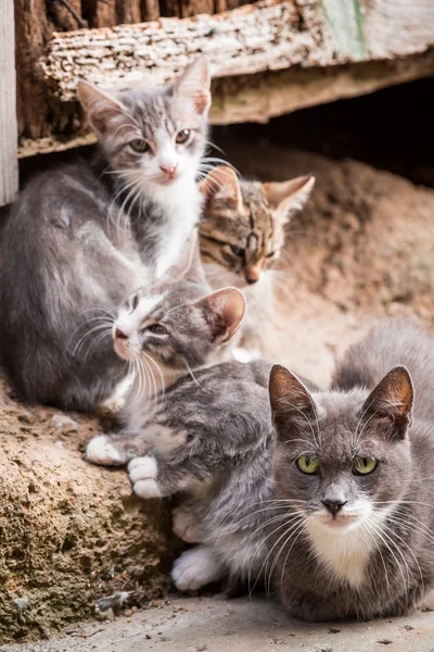 Small kittens with mom in Tuscany — Stock Photo, Image