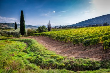 Green field with grapes in Tuscany clipart