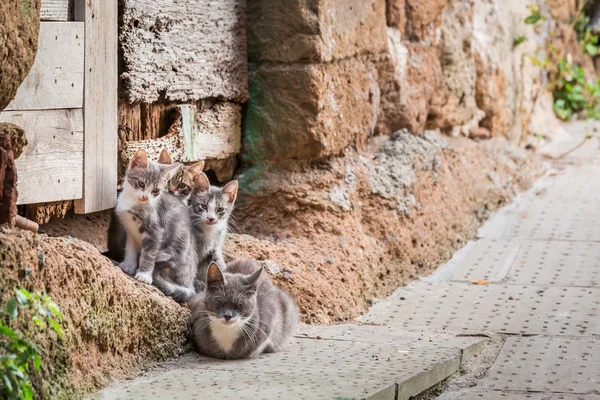 Obdachlose Katzen in der Toskana — Stockfoto