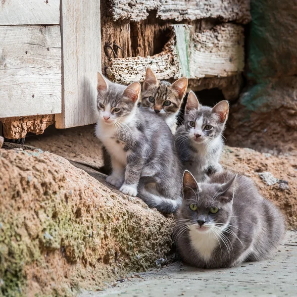 Homeless kittens with mom in Tuscany — Stock Photo, Image