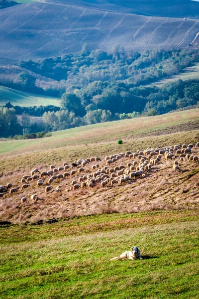 Chien de berger gardant un troupeau de moutons — Photo