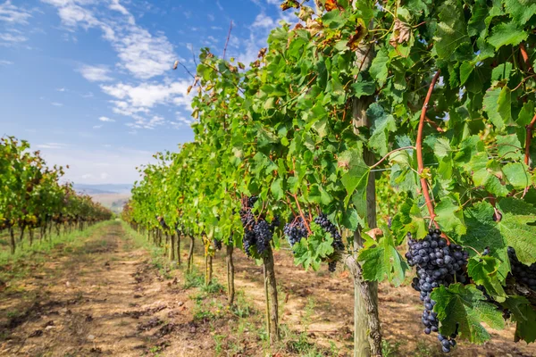 Vigneto ricco di uve mature in Toscana — Foto Stock