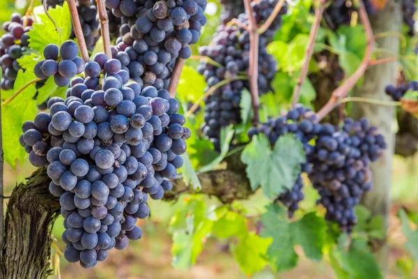 Uvas maduras na vinha — Fotografia de Stock