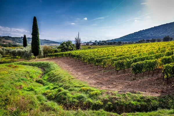 Groen veld met druiven in Toscane — Stockfoto