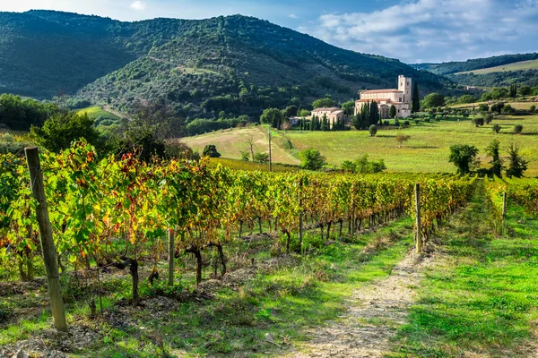 Wijngaard op een achtergrond het klooster in Toscane — Stockfoto