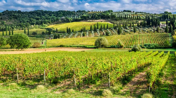 Vingård nära Montalcino i Toscana — Stockfoto