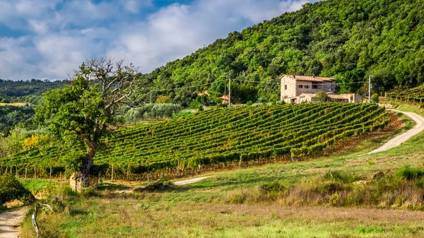 Ladang dan kebun anggur di pedesaan, Tuscany — Stok Foto