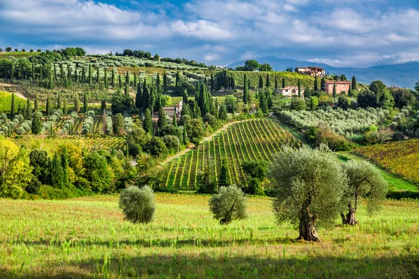 Olivi e vigneti in un piccolo borgo in Toscana — Foto Stock