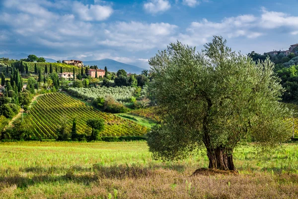 Виноградники и оливковые рощи Тосканы — стоковое фото