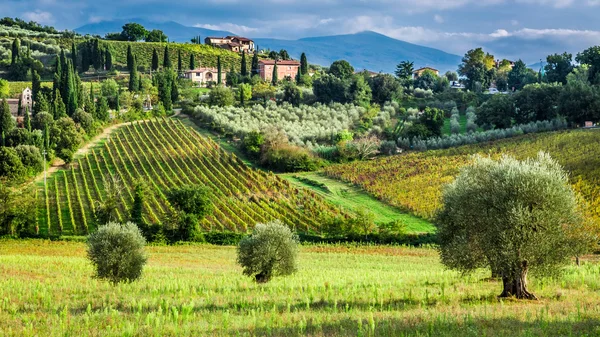 Winnice i drzewa oliwne w małej wiosce, Toskania — Zdjęcie stockowe