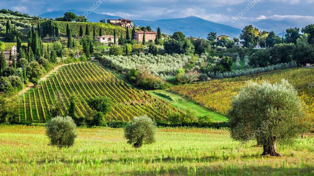 Vineyards and olive trees in a small village, Tuscany Stock Editorial