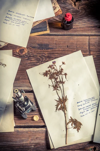 Collecting biological herbarium for lesson — Stock Photo, Image