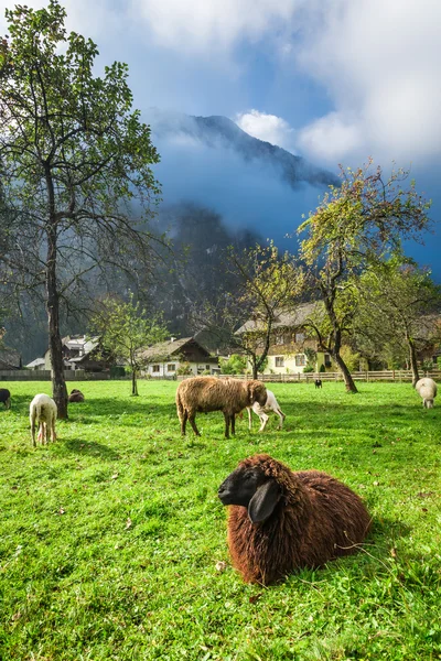 在阿尔卑斯山草地放牧绵羊 — 图库照片