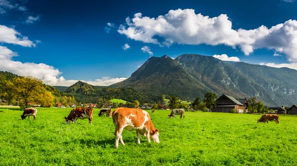 Manada de vacas pastando nos Alpes — Fotografia de Stock