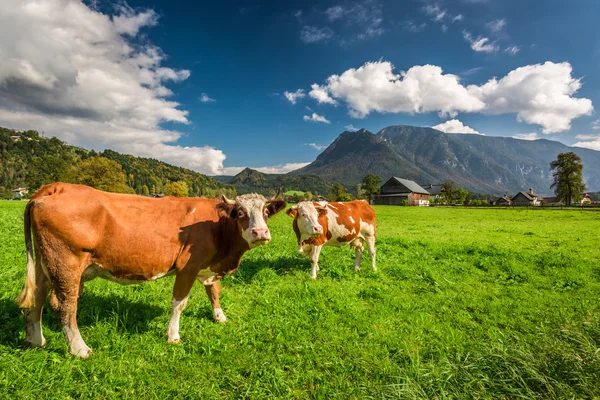 Krávy na pastvě v Alpách — Stock fotografie