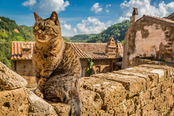 Curious cat on the stone wall in the town — Stock Photo, Image