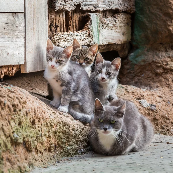 Homeless kittens with mom in Tuscany — Stock Photo, Image