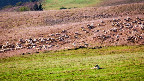 Stado owiec, strzeżony przez Owczarek — Zdjęcie stockowe