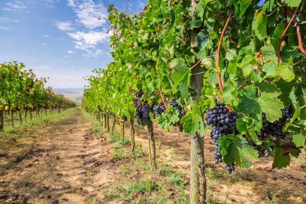 Vinha cheia de uvas maduras na Toscana — Fotografia de Stock