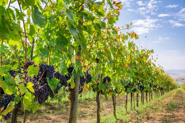 Rijpe druiven op de wijnstok — Stockfoto