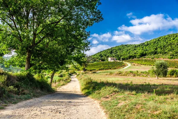 Fields and vineyards in the countryside, Tuscany — Stock Photo, Image