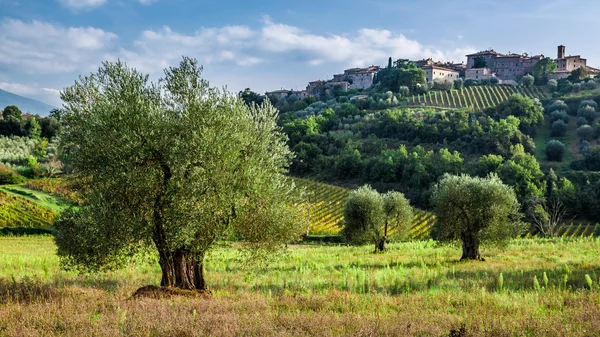 Vineyards and olive groves in Tuscany