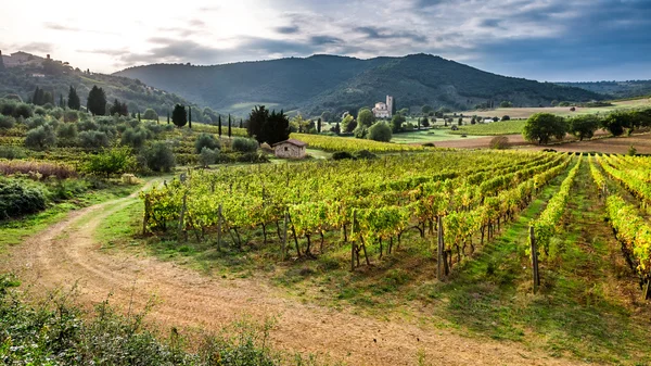 Hermoso atardecer sobre un viñedo en Toscana — Foto de Stock