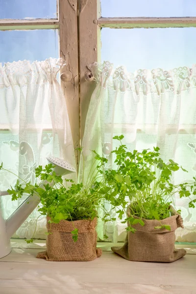 Fresh herbs near white window — Stock Photo, Image