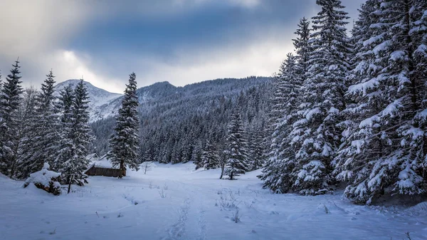 Sendero de invierno en el bosque — Foto de Stock