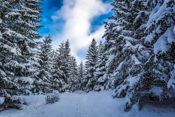 Camino forestal entre los árboles en invierno — Foto de Stock