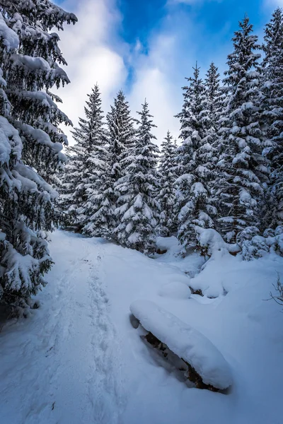 Тропинка между деревьями зимой — стоковое фото