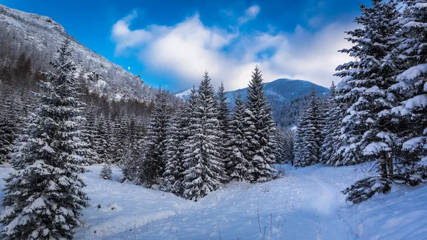 Snowy mountain path in winter — Stock Photo, Image