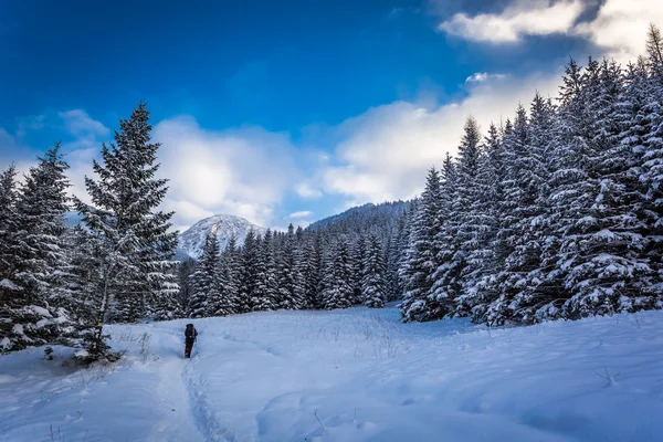 Expedición de invierno a las montañas — Foto de Stock