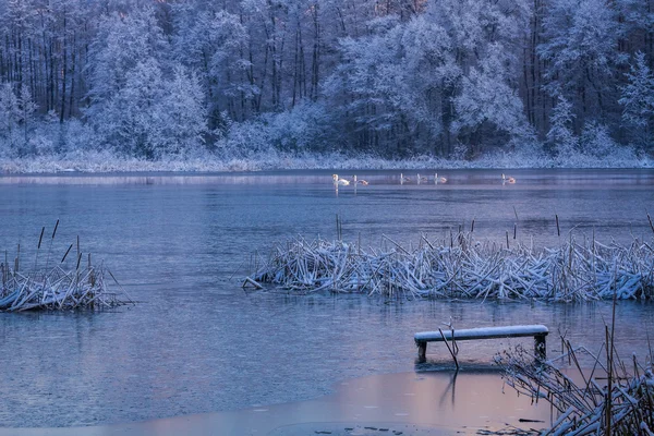 Лебеди, проходящие через озеро зимой — стоковое фото
