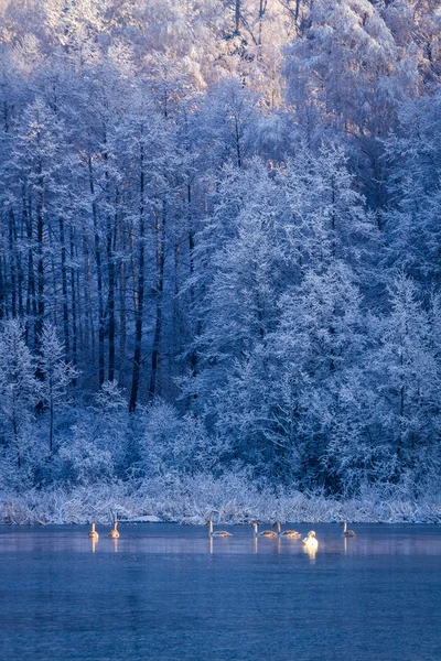 Lac gelé d'hiver et forêt au lever du soleil — Photo